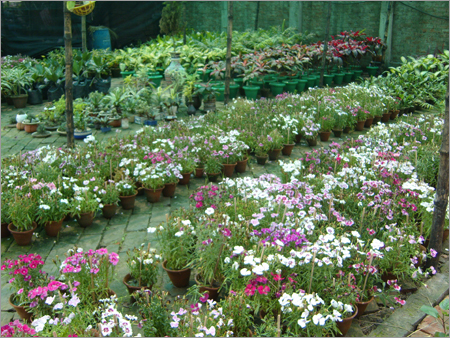 Flower Plant