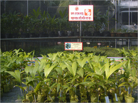 Garden Plant