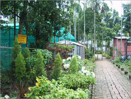 Outdoor Plants