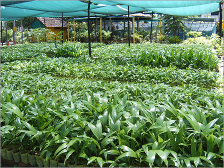 Garden Plants