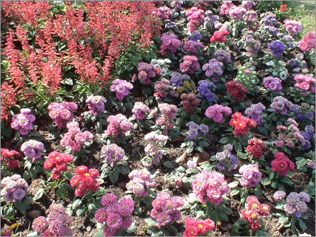 Flowers