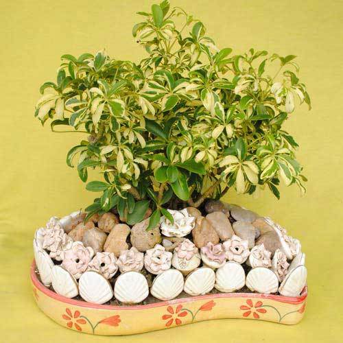 Decorative Plant