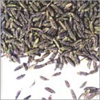 Cumin Seeds