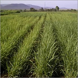 Bio-technology Products