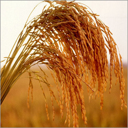 Bio-technology Products
