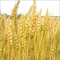 Fungicides