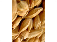 Brown Rice