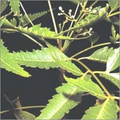 Neem Powder