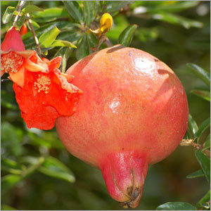 Pomegranate