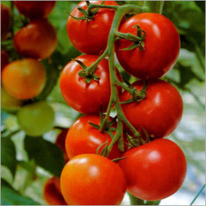 Tomato