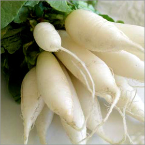 Radish