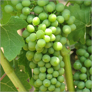 Grapes
