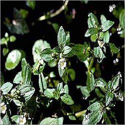 Bacopa Monnieri Extract