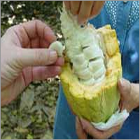 Cocoa Extract