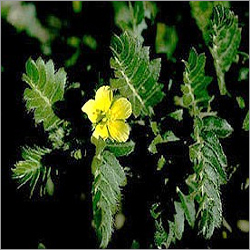 Tribulus Terrestris Extract