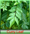Curry Leaves