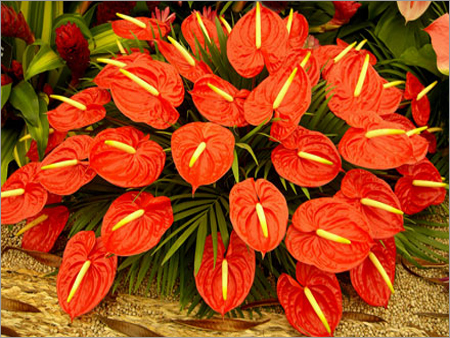Anthurium