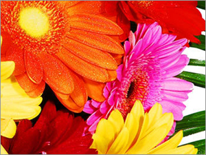 Gerbera