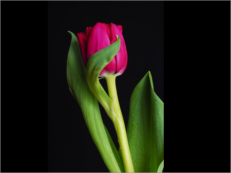 Tulip Flowers