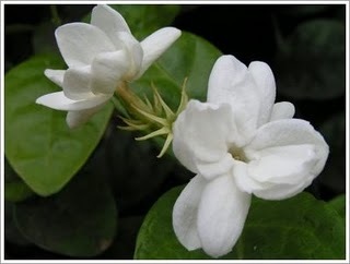 Jasmine Flowers merchants