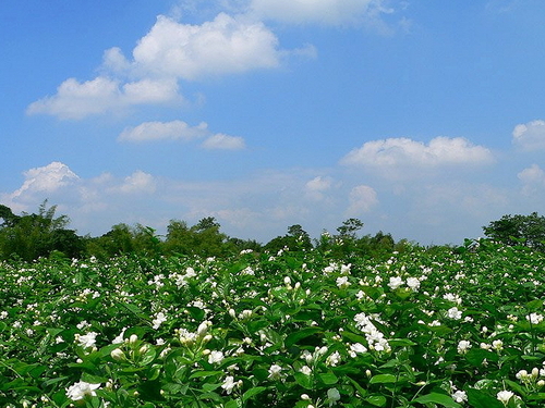 Jasmine Garden Flowers