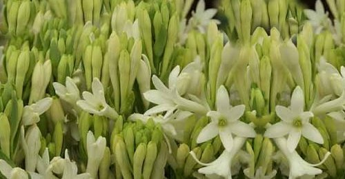 Fresh Lily Flowers