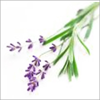 Aromatherapy Oils