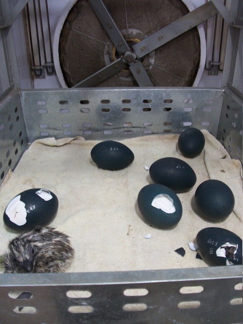 Emu Hatchery