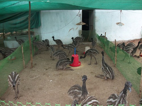 Emu chicks