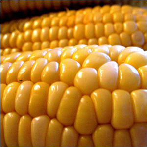 Maize