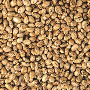 Castor Oil Seeds