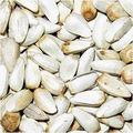 Indian Safflower Seeds