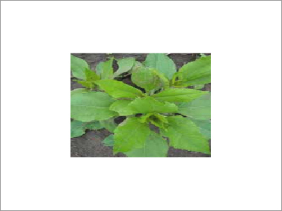 Agro Products