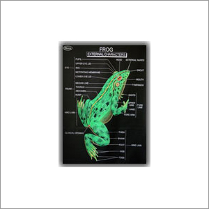 Educational Charts