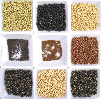 peregrine seeds