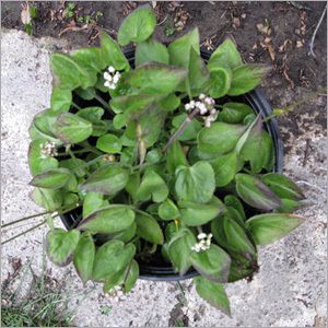 Valerian Roots C02
