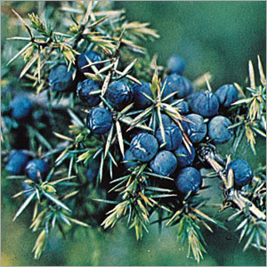 Juniper Berry Oil