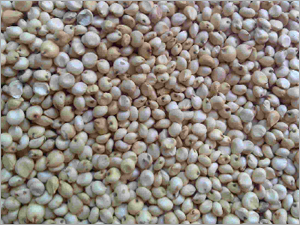 Poultry Seeds