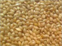 White Millet