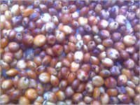 Red Sorghum