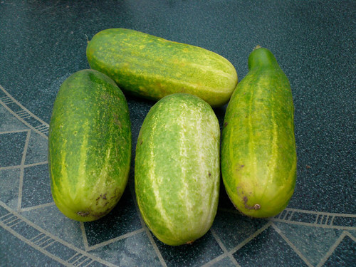 gherkins