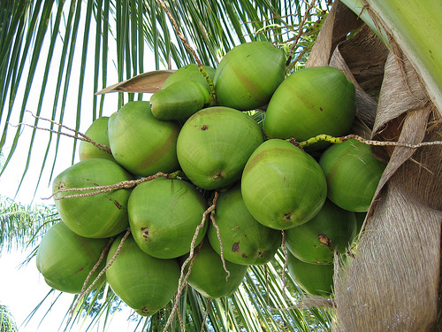 Coconut