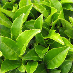 Assam Green Tea