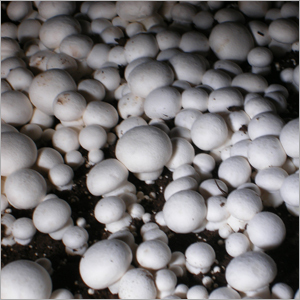 Button Mushroom Vegetables