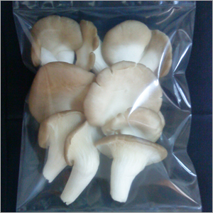 Oyster Mushroom