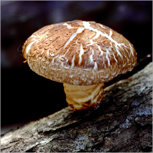 Shiitake Mushrooms