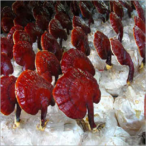 Agro Products & Commodities