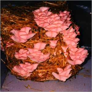 Pink Oyster mushrooms