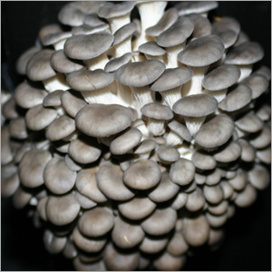 Gray Oyster