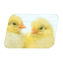 Chicken Winglets